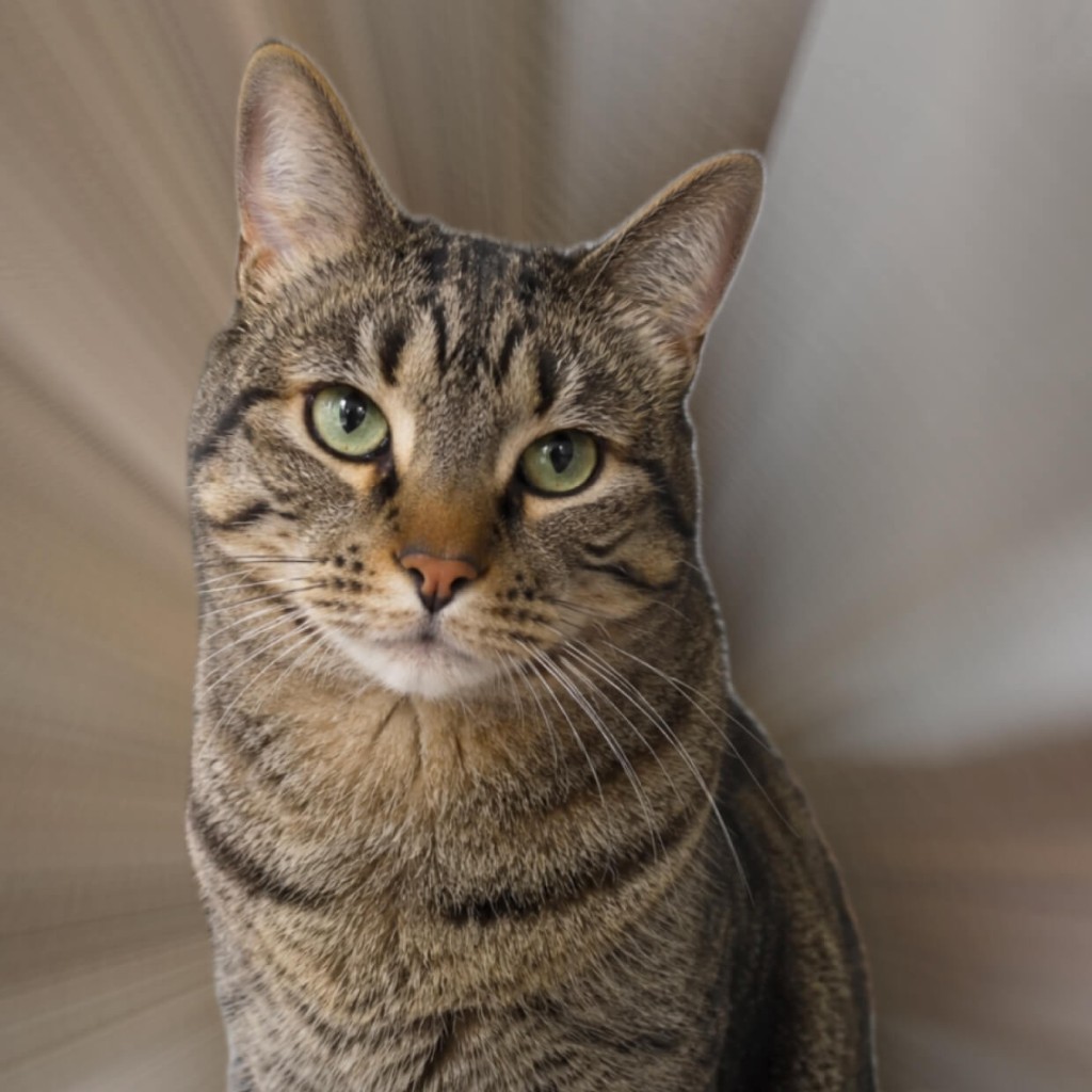 Cat photo with pet detected automatically in Vlur